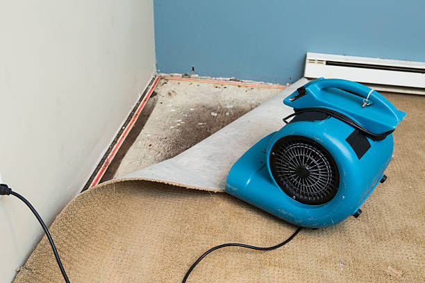 Best Carpet water damage restoration  in Pelican Rapids, MN